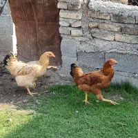 مرغ و خروس و بوقلمون|حیوانات مزرعه|نکا, |دیوار