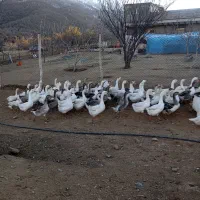 فروش غاز محلی