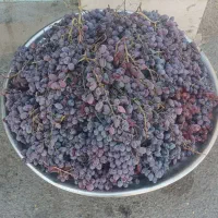 انگورقرمز