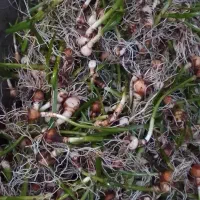 پیاز گل دانه برفی یا زنگوله|گل و گیاه طبیعی|لاهیجان, بازکیاگوراب|دیوار