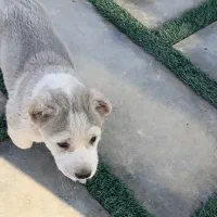 آلابای اصل|سگ|رودهن, |دیوار