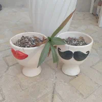 گلدان سرامیکی|گل و گیاه طبیعی|تربتحیدریه, ده پائین|دیوار