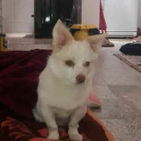 سگ اشپیز ۵میلیون