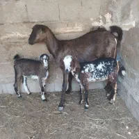 کهره  جمولی اوس با دو تا بچه نر ماده