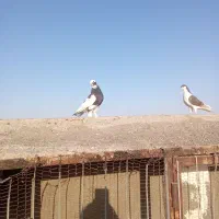 طوقی سیاه پاپر