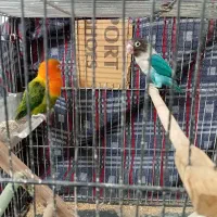 کتولهجفتوتک|پرنده|مشهد, کشف|دیوار