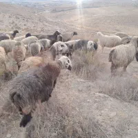 شیشک ومیش داشتی