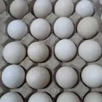 تخم مرغ خانگی