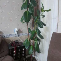 گل آپارتمانی