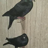 دورگ درجه یک ذات فولاد|پرنده|شوشتر, |دیوار