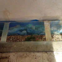 اکواریوم ماهی