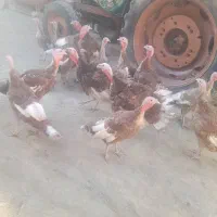 بوقلمون|حیوانات مزرعه|چهاردولی, |دیوار