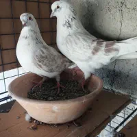 کبوتر|پرنده|شهر ری, شهید بهشتی|دیوار