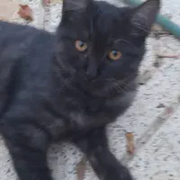 نیاز به یک سرپرست متعهد و حیوان دوست رایگان