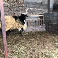 گوسفند نر تمیز|حیوانات مزرعه|قائمشهر, |دیوار