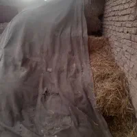 پرس گندم|لوازم جانبی حیوانات|طاغنکوه, |دیوار