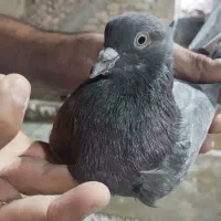 پرنده