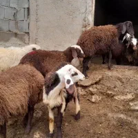 ۱۰ راس بره مخصوص پروار نر|حیوانات مزرعه|بیرانوند, |دیوار