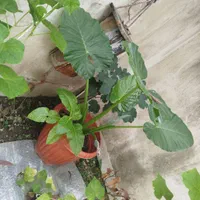 باباآدم|گل و گیاه طبیعی|رشت, تازه آباد|دیوار