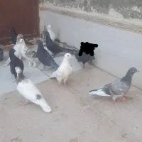 ۱۲عدد گرفتنی|پرنده|قم, شهرک توانیر|دیوار