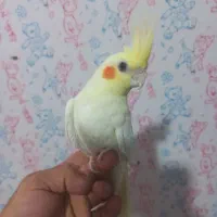 عروس