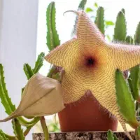 انواع گل و گیاه|گل و گیاه طبیعی|گنبد کاووس, |دیوار