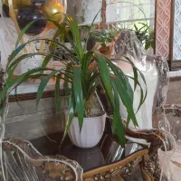 گل پاندانوس بسیار زیبا وبزرگ.شاداب