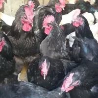 ذبح و فروش مرغ و خروس برای قربانی