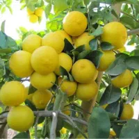 نهال نهالستان|خدمات باغبانی و درختکاری|بندرعباس, |دیوار