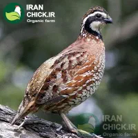 بلدرچین و تخم بلدرچین