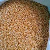 فروش حبوبات(لوبیا نخود ماش لپه) فله و بسته بندی