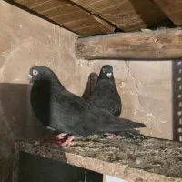 سالم|پرنده|کشاورز, |دیوار