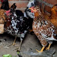 تخم مرغ|حیوانات مزرعه|قیدار, |دیوار