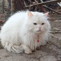 گربه پرشین نر