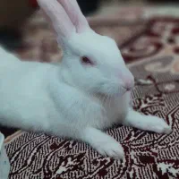 خرگوش ماده خانگی