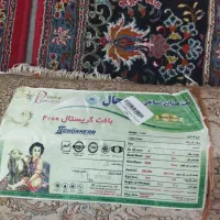 فرش شش متری .کناره|فرش|کرمانشاه, |دیوار
