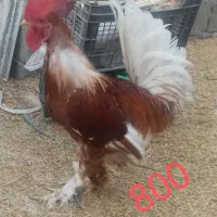 فروش تعدادی خروس|حیوانات مزرعه|بهبهان, |دیوار