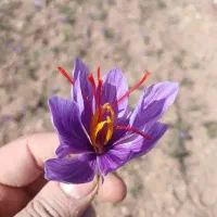 گل زعفران فروشی تازه|خوردنی و آشامیدنی|سبزوار, فرهنگیان|دیوار