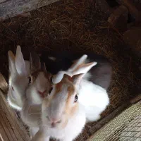 خرگوش تقریباً بالغ