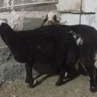 بره میش قوچ|حیوانات مزرعه|نصر آباد, |دیوار