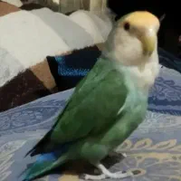 کوتوله سخنگو نر