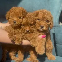 سگ و گربه آپارتمانی توی پودل ، پامرانین شیتزو خالص|سگ|تبریز, |دیوار