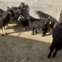 ۳عددگیسکنتقیویکعددساورین|حیوانات مزرعه|سیروان, |دیوار