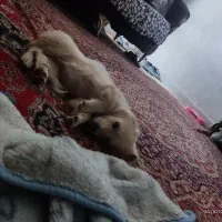 mix فروش فوری|سگ|گلبهار, شهر جدید گلبهار|دیوار