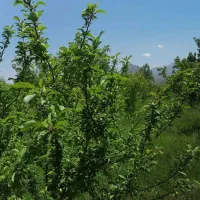 باغ-میوه-در-شهر-کشکسرای