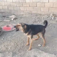 واگذاری توله