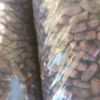 خرمای پیارم|خوردنی و آشامیدنی|جهرم, |دیوار