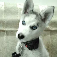 واگذاری سگ هاسکی