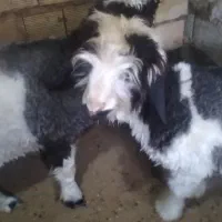 دوتا بره ماده ذات دار هیکلی درشت|حیوانات مزرعه|مسجد سلیمان, |دیوار