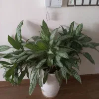 آگلونما شفلرا وزاموفیلیا